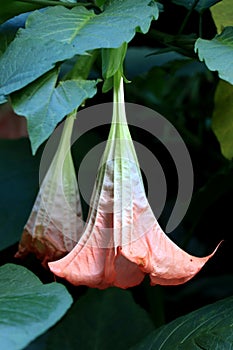 Brugmansia versicolor is a species of plant in the family Solanaceae, commonly known as â€œangelâ€™s trumpetsâ€Â